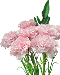 笔格AI智能抠图