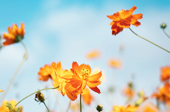 笔格图片分割——强大的自定义功能 